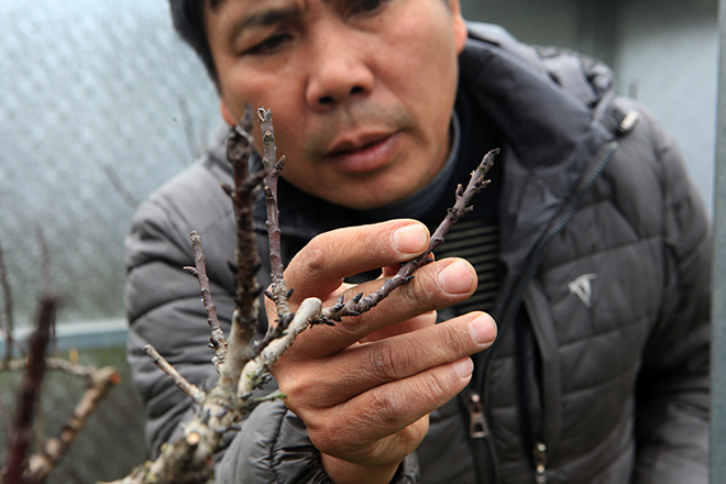 Hà Nội rét đậm, đào Nhật Tân sẽ đắt gấp 3 lần mọi năm?